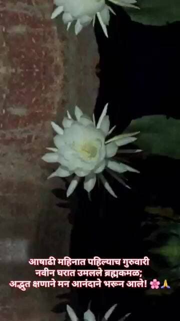 आषाढी महिन्यात पहिल्याच गुरुवारी नवीन घरात उमलले ब्रह्मकमळ; अद्भुत क्षणाने मन आनंदाने भरून आले! 🌸🙏