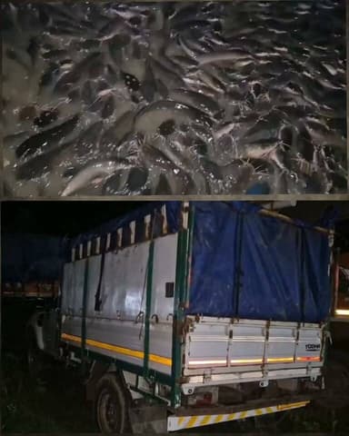 লংকাৰ উদালীত নিশা বুজন পৰিমাণৰ থাইলেণ্ড মাগুৰ মাছ জব্দ
