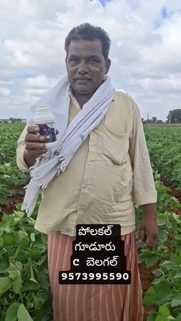 పోలకల్ గూడూరు C బెలగల్ పత్తి పంట లో మొదటి స్ప్రే రిజల్ట్ సూపర్