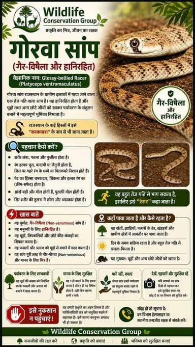 गोरवा सांप ज़हरीला नही होता.... पहचान कैसे करें ??