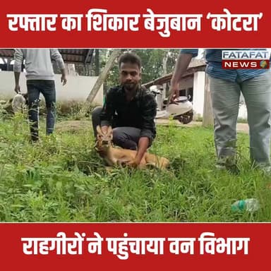 सरगुजा जिले के वन परिक्षेत्र मैनपाट के आमगांव मुख्य मार्ग पर एक अज्ञात वाहन की ठोकर से कोटरा गंभीर रूप से घायल हो गया। सड़क पर घायल पड़े इस वन्यजीव पर जैसे ही राहगीरों की नजर पड़ी, उन्होंने तुरंत उसे उठाया और बाइक से कमलेश्वरपुर स्थित वन विभाग के कार्यालय लेकर गए। हादसे में कोटरा की कमर पर गंभीर चोट आई है, जिसके कारण वह चलने में असमर्थ है।
सूचना मिलते ही वन विभाग के कर्मचारियों ने उसका प्राथमिक उपचार शुरू कर दिया है। वन कर्मियों के मुताबिक, घायल कोटरा फिलहाल खतरे से बाहर है और उसकी स्थिति पर लगातार नजर रखी जा रही है। पूरी तरह स्वस्थ होने के बाद इसे वापस सुरक्षित जंगल में छोड़ दिया जाएगा।
#AmbikapurNews #Mainpat #SurgujaNews #WildlifeRescue #BarkingDeer #AnimalRescue #RoadAccident #ForestDepartment #BreakingNews #ChhattisgarhNews #ViralNews #TrendingNow #FatafatNews