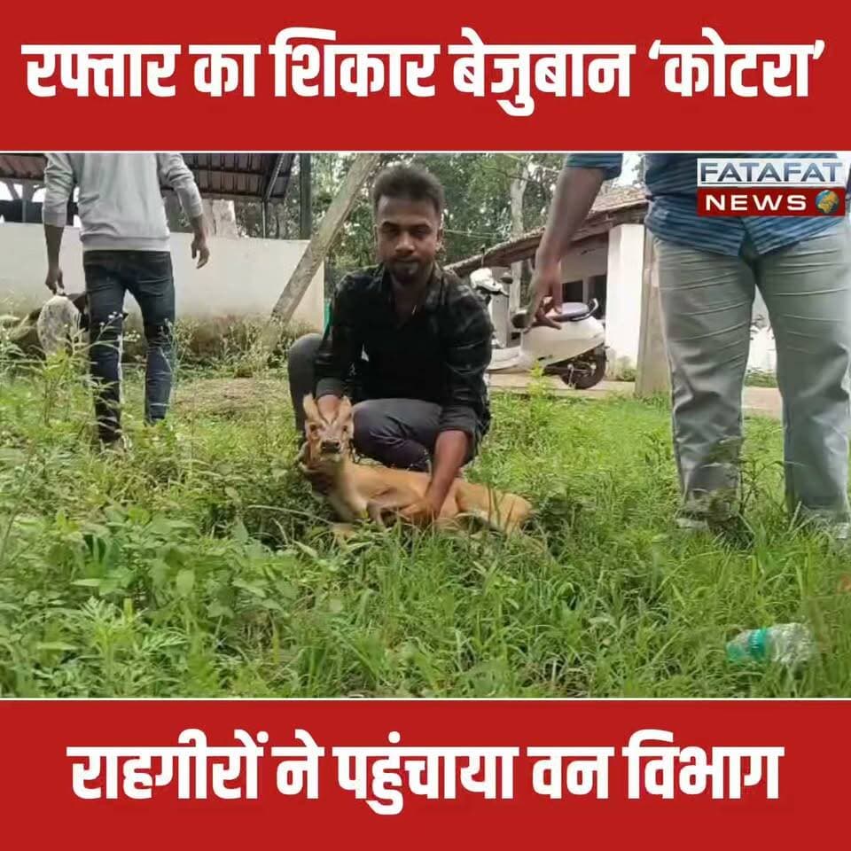 सरगुजा जिले के वन परिक्षेत्र मैनपाट के आमगांव मुख्य मार्ग पर एक अज्ञात वाहन की ठोकर से कोटरा गंभीर रूप से घायल हो गया। सड़क पर घायल पड़े इस वन्यजीव पर जैसे ही राहगीरों की नजर पड़ी, उन्होंने तुरंत उसे उठाया और बाइक से कमलेश्वरपुर स्थित वन विभाग के कार्यालय लेकर गए। हादसे में कोटरा की कमर पर गंभीर चोट आई है, जिसके कारण वह चलने में असमर्थ है।
सूचना मिलते ही वन विभाग के कर्मचारियों ने उसका प्राथमिक उपचार शुरू कर दिया है। वन कर्मियों के मुताबिक, घायल कोटरा फिलहाल खतरे से बाहर है और उसकी स्थिति पर लगातार नजर रखी जा रही है। पूरी तरह स्वस्थ होने के बाद इसे वापस सुरक्षित जंगल में छोड़ दिया जाएगा।
#AmbikapurNews #Mainpat #SurgujaNews #WildlifeRescue #BarkingDeer #AnimalRescue #RoadAccident #ForestDepartment #BreakingNews #ChhattisgarhNews #ViralNews #TrendingNow #FatafatNews