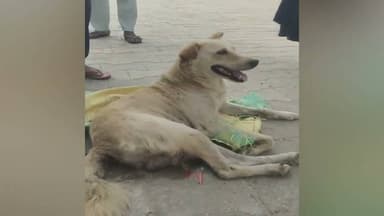 Agra | Dog Thrown From Third Floor After Being Locked in Sack | Animal Cruelty Caught on Camera