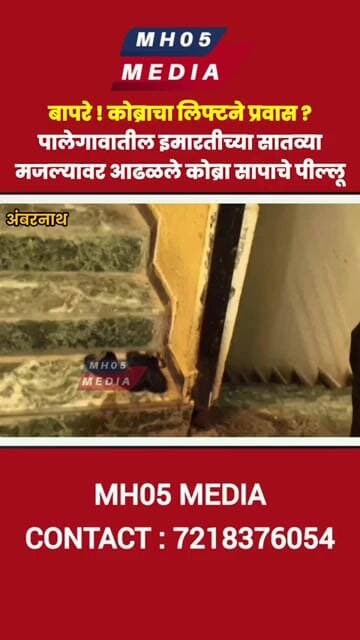 बापरे ! कोब्राचा लिफ्टने प्रवास ? पालेगावतील इमारतीच्या सातव्या मजल्यावर आढळले कोब्रा सापाचे पील्लू