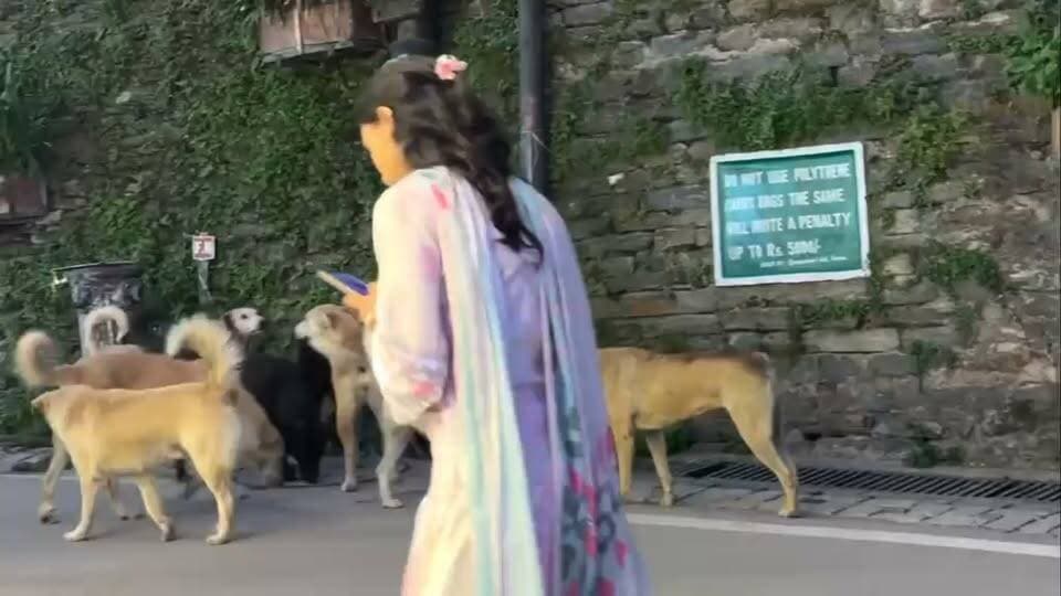 🚨 शिमला मॉल रोड पर आवारा कुत्तों का खौफ, स्थानीय और पर्यटक परेशान
#Shimla #ShimlaMallRoad #MallRoad #ShimlaNews #Himachal #HimachalPradesh #HimachalNews #Shimla360 #BreakingNews #LocalNews #Trending #Viral #ViralNews #NewsUpdate #PublicSafety #StrayDogs #DogMenace #DogAttack #StreetDogs #TouristSafety #Tourism #Tourists #MunicipalCorporation #MCShimla #SmartCityShimla #CitizensVoice #SafetyFirst #CityUpdate #IncredibleHimachal #ExploreShimla