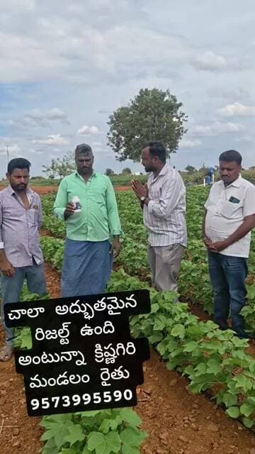 మొదటి స్ప్రే లో పత్తి పంటల చాలా అద్భుతమైన రిజల్ట్ ఉంది అంటున్నా క్రిష్ణగిరి మండలం రైతు 9573995590