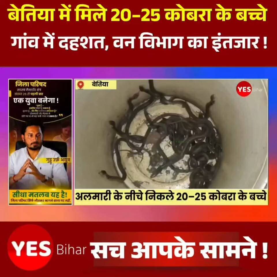 Bihar news : बेतिया मे अलमारी के नीचे निकले 20–25 कोबरा के बच्चे, बरवा सानी गांव में दहशत, वन विभाग का इंतजार। पश्चिमी चंपारण जिले के योगापट्टी प्रखंड की सिसवा बैरागी पंचायत के बरवा सानी गांव में गुरुवार देर रात एक हैरान कर देने वाली घटना सामने आई। गांव निवासी जोखन यादव के घर में अलमारी के नीचे से एक साथ लगभग 20 से 25 कोबरा सांप के बच्चे निकलने से पूरे परिवार में अफरा-तफरी मच गई। घटना के बाद आसपास के ग्रामीणों में भी दहशत का माहौल बन गया। परिजनों ने बताया कि गुरुवार रात घर में रखी अलमारी के नीचे से सामान निकालने के दौरान अचानक कई छोटे-छोटे कोबरा के बच्चे दिखाई दिए। पहले तो परिवार के लोगों को अपनी आंखों पर विश्वास नहीं हुआ, लेकिन देखते ही देखते एक के बाद एक कई सांप के बच्चे बाहर निकलने लगे। इससे घर में मौजूद सभी लोग घबरा गए और तुरंत सुरक्षित स्थान पर चले गए।घटना की सूचना तत्काल वन विभाग को दी गई। हालांकि, शुक्रवार दोपहर तक विभाग का कोई अधिकारी या कर्मचारी मौके पर नहीं पहुंचा था। इससे परिवार की चिंता और बढ़ गई है। आशंका जताई जा रही है कि घर के आसपास या अलमारी के नीचे कोबरा का बिल हो सकता है, जिससे और भी सांप निकल सकते हैं। जोखन यादव ने बताया कि परिवार के लोगों ने सावधानी बरतते हुए कुछ कोबरा के बच्चों को बाल्टी में सुरक्षित रखा है, ताकि वे इधर-उधर फैलकर किसी को नुकसान न पहुंचाएं। वहीं, घटना की जानकारी मिलते ही बरवा सानी सहित आसपास के गांवों से बड़ी संख्या में लोग सांपों को देखने के लिए पहुंचने लगे। लोगों की भीड़ जुटने से मौके पर कौतूहल का माहौल बना रहा।ग्रामीणों ने वन विभाग से तत्काल मौके पर पहुंचकर सभी सांपों का सुरक्षित रेस्क्यू करने तथा घर की जांच कराने की मांग की है। ग्रामीणों का कहना है कि यदि समय रहते कार्रवाई नहीं हुई तो किसी बड़ी दुर्घटना से इनकार नहीं किया जा सकता। विशेषज्ञों का कहना है कि इस तरह की स्थिति में सांपों को पकड़ने या मारने का प्रयास नहीं करना चाहिए। लोगों को सुरक्षित दूरी बनाए रखनी चाहिए और केवल प्रशिक्षित वन विभाग या रेस्क्यू टीम की मदद लेनी चाहिए, ताकि किसी भी प्रकार की जनहानि से बचा जा सके।#Bettiah #WestChamparan #Bihar #Yogapatti #BarwaSani #Cobra #SnakeRescue #ForestDepartment #Wildlife #SnakeAlert #BreakingNews #ViralNews #IndianVillages #Nature #RescueOperation #CobraSnake #PublicSafety #NewsUpdate #Trending #India