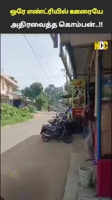 கொம்பன் வந்தாச்சு....