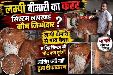 **गोवंश में बीमारी का कहर**
लक्सर के माजरी गांव में लम्पी बीमारी से गोवंश का बुरा हाल हो गया है । ग्रामीणों ने समय पर पशुओं का टीकाकरण ना करने का आरोप लगते हुवे पशु चिकित्सा विभाग पर लगाए गंभीर आरोप ।
क्या है पूरा मामला जानने के लिए देखिए ये वीडियो......
#thenetworknewsindia
#BreakingNews
#everyone
#उत्तराखंड
#viralreels #viralpost