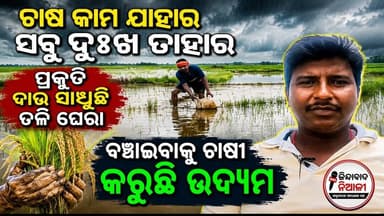 #Niali_ଚାଷ_କାମ_ଯାହାରସବୁ ଦୁଃଖ ତାହାର ପ୍ରକୃତି ଦାଉ ସାଧୁଛି ତଳି ଘେରା ବଞ୍ଚାଇବାକୁ ଚାଷୀ କରୁଛି ଉଦ୍ୟମ#