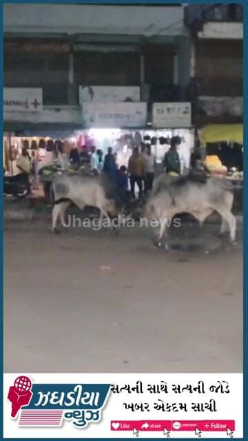 રાજપારડી ચાર રસ્તા પર બે આખલાની જંગ, અફરાતફરીમાં બાઇકોને નુકસાન #jhagadia