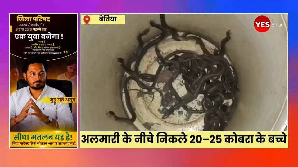 Bihar news : बेतिया मे अलमारी के नीचे निकले 20–25 कोबरा के बच्चे, बरवा सानी गांव में दहशत, वन विभाग का इंतजार। पश्चिमी चंपारण जिले के योगापट्टी प्रखंड की सिसवा बैरागी पंचायत के बरवा सानी गांव में गुरुवार देर रात एक हैरान कर देने वाली घटना सामने आई। गांव निवासी जोखन यादव के घर में अलमारी के नीचे से एक साथ लगभग 20 से 25 कोबरा सांप के बच्चे निकलने से पूरे परिवार में अफरा-तफरी मच गई। घटना के बाद आसपास के ग्रामीणों में भी दहशत का माहौल बन गया। परिजनों ने बताया कि गुरुवार रात घर में रखी अलमारी के नीचे से सामान निकालने के दौरान अचानक कई छोटे-छोटे कोबरा के बच्चे दिखाई दिए। पहले तो परिवार के लोगों को अपनी आंखों पर विश्वास नहीं हुआ, लेकिन देखते ही देखते एक के बाद एक कई सांप के बच्चे बाहर निकलने लगे। इससे घर में मौजूद सभी लोग घबरा गए और तुरंत सुरक्षित स्थान पर चले गए।
घटना की सूचना तत्काल वन विभाग को दी गई। हालांकि, शुक्रवार दोपहर तक विभाग का कोई अधिकारी या कर्मचारी मौके पर नहीं पहुंचा था। इससे परिवार की चिंता और बढ़ गई है। आशंका जताई जा रही है कि घर के आसपास या अलमारी के नीचे कोबरा का बिल हो सकता है, जिससे और भी सांप निकल सकते हैं। जोखन यादव ने बताया कि परिवार के लोगों ने सावधानी बरतते हुए कुछ कोबरा के बच्चों को बाल्टी में सुरक्षित रखा है, ताकि वे इधर-उधर फैलकर किसी को नुकसान न पहुंचाएं। वहीं, घटना की जानकारी मिलते ही बरवा सानी सहित आसपास के गांवों से बड़ी संख्या में लोग सांपों को देखने के लिए पहुंचने लगे। लोगों की भीड़ जुटने से मौके पर कौतूहल का माहौल बना रहा।
ग्रामीणों ने वन विभाग से तत्काल मौके पर पहुंचकर सभी सांपों का सुरक्षित रेस्क्यू करने तथा घर की जांच कराने की मांग की है। ग्रामीणों का कहना है कि यदि समय रहते कार्रवाई नहीं हुई तो किसी बड़ी दुर्घटना से इनकार नहीं किया जा सकता। विशेषज्ञों का कहना है कि इस तरह की स्थिति में सांपों को पकड़ने या मारने का प्रयास नहीं करना चाहिए। लोगों को सुरक्षित दूरी बनाए रखनी चाहिए और केवल प्रशिक्षित वन विभाग या रेस्क्यू टीम की मदद लेनी चाहिए, ताकि किसी भी प्रकार की जनहानि से बचा जा सके।#Bettiah #WestChamparan #Bihar #Yogapatti #BarwaSani #Cobra #SnakeRescue #ForestDepartment #Wildlife #SnakeAlert #BreakingNews #ViralNews #IndianVillages #Nature #RescueOperation #CobraSnake #PublicSafety #NewsUpdate #Trending #India