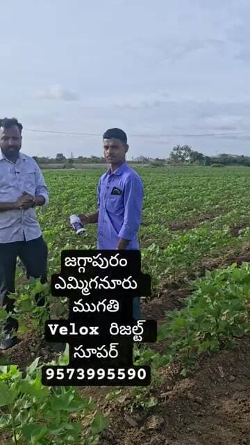 జగ్గాపురం ఎమ్మిగనూరు ముగతి Velox రిజల్ట్ సూపర్ 9573995590