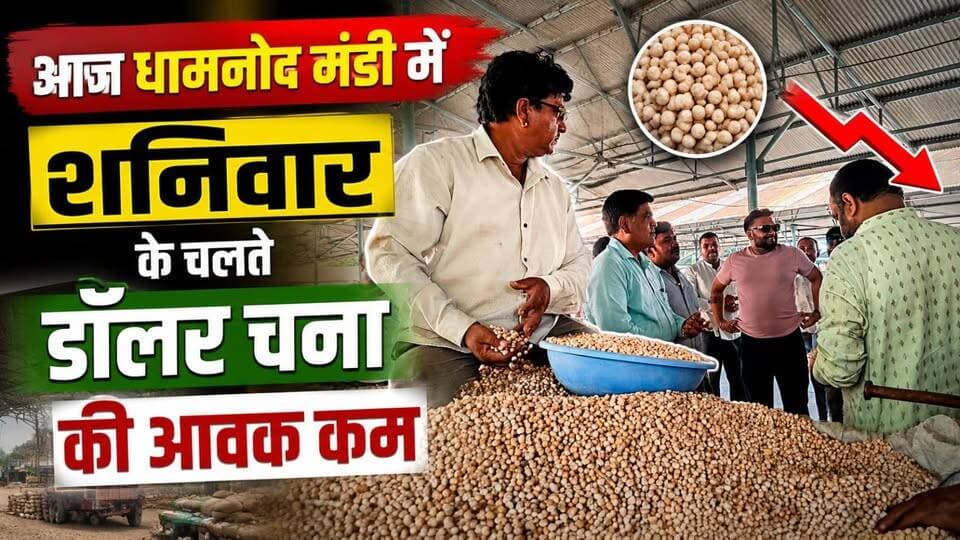 आज धामनोद मंडी में डॉलर चना की आवक शनिवार होने के चलते कम, अच्छे माल की आवक कम जिससे भाव भी कम देखने मिले...
आज डॉलर चना के 8 से 10 वाहन आवक रही...
18 जुलाई 2026
Dhamnod Mandi Bhav
.
.
.
.
.
.
.
.
.
.
.
.
.
.
.
.
.
.
#dhamnodmandibhav #dollarchanamandibhav #dollarchanamandi #mandibhavtoday #mandinews