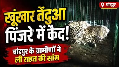 चांदपुर में तेंदुए का आतंक खत्म! वन विभाग के पिंजरे में कैद हुआ तेंदुआ #bijnorprimeupdate