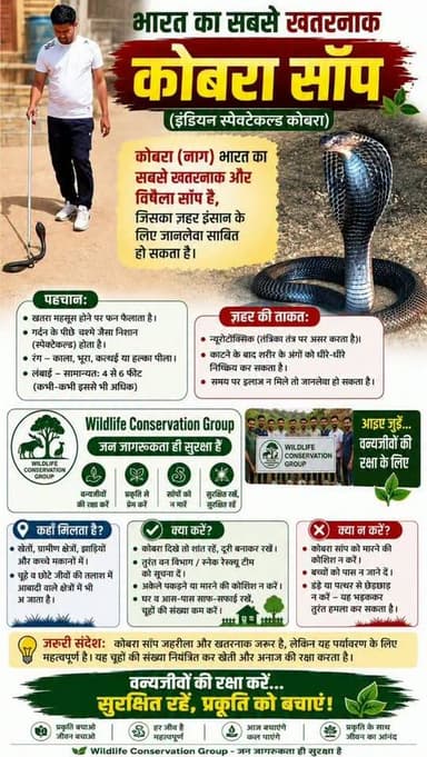 भारत का सबसे खतरनाक कोबरा सांप (इंडियन स्पेक्टेकल्ड कोबरा)