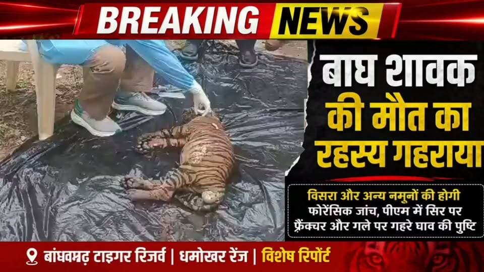 💥 बांधवगढ़ टाइगर रिजर्व में बाघ शावक की मौत का रहस्य गहराया।
3–4 माह की मादा बाघ शावक के पोस्टमार्टम में सिर पर फ्रैक्चर और गले पर गहरे घाव मिलने की पुष्टि हुई है। विसरा और अन्य नमूनों को फोरेंसिक जांच के लिए भेजा गया है। अब सभी की नजर जांच रिपोर्ट पर है, जिससे मौत की वास्तविक वजह सामने आएगी।
💥 बांधवगढ़ टाइगर रिजर्व | धमोखर रेंज,
#Bandhavgarh #BandhavgarhTigerReserve #TigerCub #Tiger #Wildlife #Forest #MadhyaPradesh #Umaria #BreakingNews