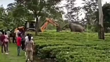 वीडियो असम का बताया जा रहा है। एक हाथ अपने घर को बचाने की लड़ाई लड़ रहा है। असम चाय बागानों को बड़ा करने के लिए बड़े वन क्षेत्रों को व्यावसायिक इस्तेमाल के साथ जोड़ा जा रहा है। #sanchalnews #sanchalnewslive #asam #Forest #ForeignPolicy
