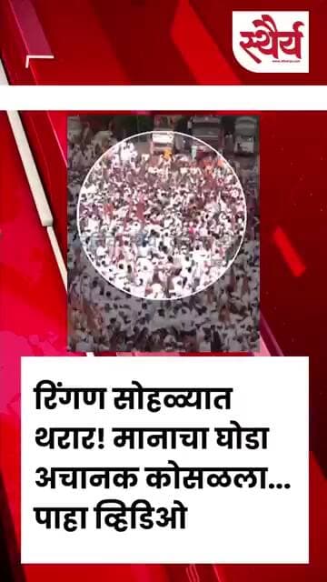 रिंगण सोहळ्यात थरार! मानाचा घोडा अचानक कोसळला... पाहा व्हिडिओ