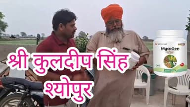 श्योपुर के रहने वाले श्री कुलदीप जी ने माइकोजेन 250 ग्राम प्रति एकड़ के हिसाब से धान की फसल में इस्तेमाल किया। कल्ले ज्यादा लाने के लिए। 073400 61331 #धान #paddy #mycoraza