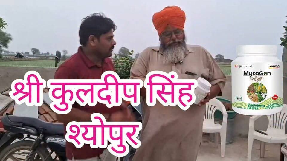 श्योपुर के रहने वाले श्री कुलदीप जी ने माइकोजेन 250 ग्राम प्रति एकड़ के हिसाब से धान की फसल में इस्तेमाल किया। कल्ले ज्यादा लाने के लिए। 073400 61331 #धान #paddy #mycoraza