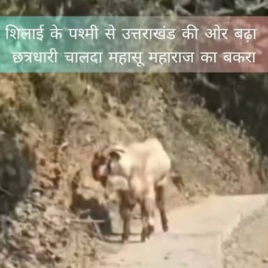 बकरे ने दिए संकेत : क्या पश्मी के बाद अब छत्रधारी चालदा महासू महाराज का दिसंबर में उत्तराखंड के मशक गांव में होगा अगला पड़ाव?
हालांकि मंदिर समिति की ओर से अभी तक इसकी पुष्टि नहीं की है
======
शिलाई के पश्मी से उत्तराखंड की ओर बढ़ा छत्रधारी चालदा महासू महाराज का बकरा, टौंस नदी पार कर उत्तराखंड में पहुंचा बकरा, वीडियो सोशल मीडिया पर वायरल
=========.
शिलाई (सिरमौर)। शिलाई क्षेत्र पश्मी गांव में विराजमान छत्रधारी चालदा महासू महाराज के में अगले पड़ाव को लेकर धार्मिक गतिविधियां तेज हो गई हैं। परंपरा के अनुसार चालदा महासू
महाराज का बकरा (घाडुआ) पश्मी गांव से हिमाचल-उत्तराखंड की सीमा पर बहने वाली टौंस नदी पार कर उत्तराखंड के मशक गांव पहुंच गया है। बकरा के मशक पहुंचने का वीडियो सोशल मीडिया पर तेजी से वायरल हो रहा है, जिसे श्रद्धालु धार्मिक आस्था से जोड़कर देख रहे
हैं।
धार्मिक मान्यता के अनुसार, जहां-
जहां बकरा पहुंचता है, वहीं छात्रधारी
चालदा महासू महाराज का अगला
पड़ाव माना जाता है।
चालदा महासू महाराज का अगला पड़ाव उत्तराखंड के मशक गांव में होगा। इसे लेकर महाराज के करींदे और श्रद्धालु भी मशक में पड़ाव की तैयारियों में जुट गए हैं।
दिसंबर 2025 में छात्रधारी चालदा महासू महाराज उत्तराखंड के दशऊ से सिरमौर
के पश्मी गांव पहुंचे थे। उस समय
भी महाराज के आगमन से पहले
बकरा पश्मी पहुंच गया था।
धार्मिक परंपरा के अनुसार बकरा के संकेत को स्वीकार करते हुए चालदा महासू महाराज को भी अपना पड़ाव पश्मी गांव में करना पड़ा था। स्थानीय
श्रद्धालुओं का कहना है कि चालदा
महासू महाराज की यात्रा और पड़ाव
का निर्धारण सदियों पुरानी धार्मिक
परंपराओं के अनुसार होता है। बकरा
को महाराज का अग्रदूत माना जाता है
और उसके मार्ग का विशेष धार्मिक
महत्व है। उत्तराखंड पहुंचने के बाद श्रद्धालुओं महाराज के अगले पड़ाव और
धार्मिक कार्यक्रमों पर टिकी हैं।