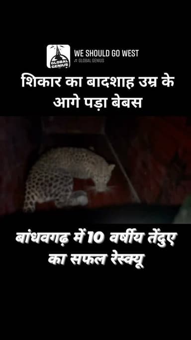 🐆 शिकार का माहिर शिकारी... लेकिन उम्र के आगे बेबस!
बांधवगढ़ टाइगर रिजर्व में लगभग 10 वर्षीय कमजोर नर तेंदुए का सफल रेस्क्यू किया गया। जांच में उसके कैनाइन दांत काफी घिसे मिले, जिससे वह शिकार नहीं कर पा रहा था और लंबे समय से कमजोर होता जा रहा था। फिलहाल विशेषज्ञों की निगरानी में उसका उपचार जारी है।
वन्यजीवों का संरक्षण सिर्फ उनकी रक्षा नहीं, बल्कि प्रकृति के संतुलन की जिम्मेदारी भी है।
स्थान: बांधवगढ़ टाइगर रिजर्व, उमरिया (मध्य प्रदेश)
#Bandhavgarh #LeopardRescue #Wildlife #TigerReserve #Umaria #MadhyaPradesh #WildlifeConservation #ForestDepartment #Nature #RescueOperation #BreakingNews #NewsUpdate #DeepakVerma #UmariaNews