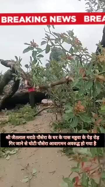 जैतलाल मराठे पौसेरा के घर के पास महुवा के पेड़ रोड़ गिर जाने से घोटी पौसेरा आवागमन अवरुद्ध हो गया है