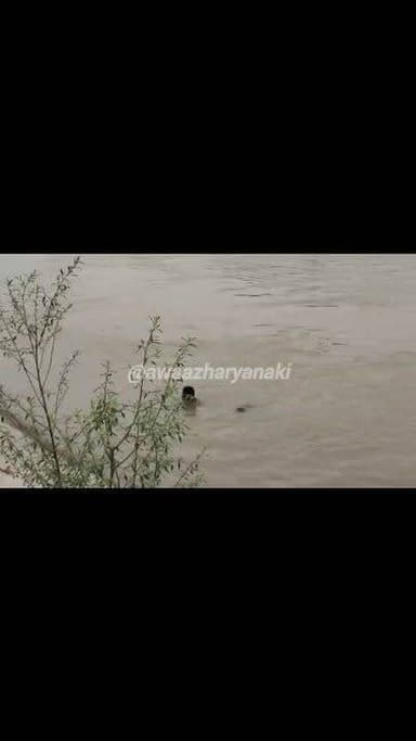 यमुनानगर में नदी में मिला व्यक्ति का श*वः पुल के नीचे फंसा हुआ, बाजू पर 'ऊ' का टैटू बना, पहचान कराने में जुटी पुलिस.......
.
.
.
.
.
#awaazharyanaki
#yamunanagarjagadhri
#HaryanaNews
#jagadhari