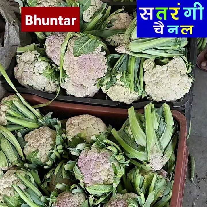 भुंतर सब्ज़ी मंडी में आज दिनांक 19 जुलाई को फ़लों के थोक भाव इस प्रकार रहे | इन रेट में परिवर्तन हो सकता है | देखें वीडियो....
#bhuntarsubzimandi #takolisubzimandii #satrangichannel #solansubzimandi #azadpursubzimandi