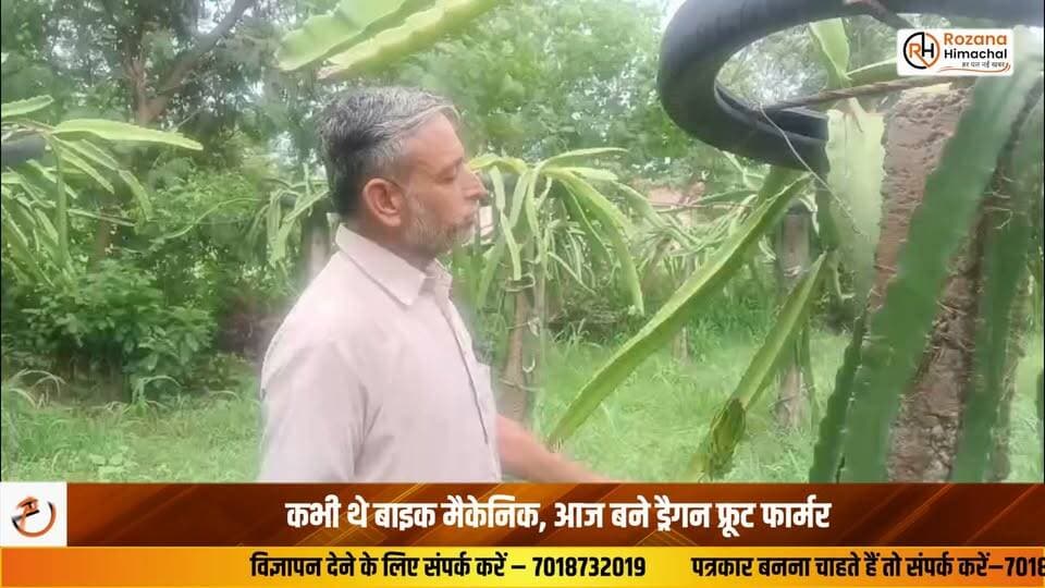 कभी थे बाइक मैकेनिक, आज बने ड्रैगन फ्रूट फार्मर
कड़ी मेहनत, संघर्ष और कुछ अलग करने के जुनून ने जिला बिलासपुर की ग्राम पंचायत धरोट के रहने वाले सतनाम सिंह की जिंदगी बदल दी। कभी बाइक मैकेनिक का काम करने वाले सतनाम सिंह आज कामधेनु दिव्या ड्रैगन फ्रूट फार्मिंग के नाम से अपनी पहचान बना चुके हैं। करीब तीन साल पहले उन्होंने ड्रैगन फ्रूट की खेती शुरू की और धीरे-धीरे अपनी मेहनत के दम पर इस क्षेत्र में मुकाम हासिल किया। आज वह लाखों रुपये का ड्रैगन फ्रूट बेच चुके हैं। इसके साथ ही उन्होंने ड्रैगन फ्रूट की कई अलग-अलग किस्मों की प्लांटेशन भी की है, जो अब पूरी तरह तैयार हो चुकी हैं। उन्होंने यह भी कहा कि उन्हें इस बात का मलाल है कि अभी तक सरकार और संबंधित विभागों की ओर से उन्हें कोई आर्थिक सहायता नहीं मिली। अगर उन्हें सरकारी मदद मिलती तो वह इस क्षेत्र में और बेहतर कार्य करके दिखा सकते थे।
स्वारघाट से सूरज चंदेल की रिपोर्ट
#Bilaspur #DragonFruit #FarmerSuccess #SuccessStory #ProgressiveFarmer #HimachalNews #RozanaHimachal #Agriculture #Farming #StartupFarmer #InspiringStory #HimachalPradesh #OrganicFarming #IndianFarmer #BilaspurNews
