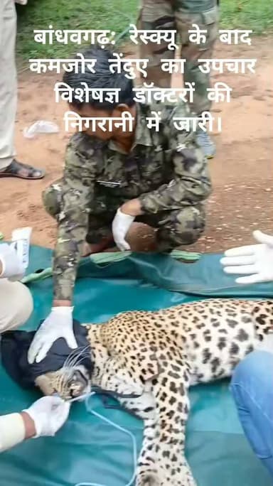 🐆 बांधवगढ़ से अच्छी खबर…
रेस्क्यू किए गए कमजोर तेंदुए का उपचार विशेषज्ञ डॉक्टरों की निगरानी में जारी है। वन विभाग की टीम लगातार उसकी देखभाल कर रही है और उसके स्वास्थ्य पर नजर बनाए हुए है। उम्मीद है कि इलाज के बाद यह खूबसूरत वन्यजीव जल्द स्वस्थ होकर फिर अपने प्राकृतिक आवास में लौटेगा।
💚 आइए, इस बेजुबान वन्यजीव के शीघ्र स्वस्थ होने की कामना करें।
बांधवगढ़ टाइगर रिजर्व, उमरिया (मध्य प्रदेश)
#Bandhavgarh #BandhavgarhTigerReserve #Leopard #LeopardRescue #Wildlife #WildlifeConservation #ForestDepartment #Umaria #MadhyaPradesh #Nature #SaveWildlife #BreakingNews #NewsUpdate #DeepakVerma #UmariaAlert