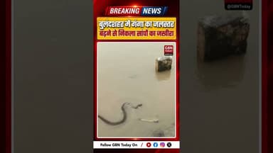 बुलंदशहर: गंगा का जलस्तर बढ़ने से राजघाट पर निकला सांपों का जखीरा ! #Bulandshahr #Rajghat #Ganga