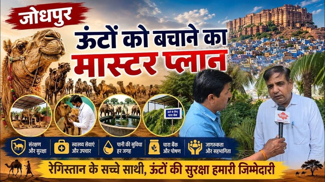 ऊंटपालकों के लिए बड़ी खुशखबरी | Sujas Samachar | #jodhpur #camel