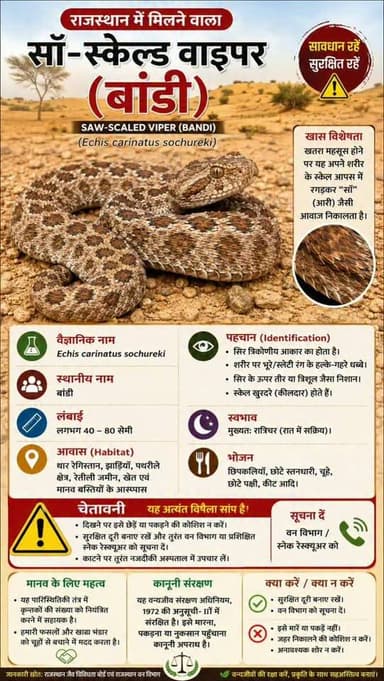 राजस्थान में मिलने वाला जहरीला व खतरनाक सांप सॉ-स्केल्ड वाइपर (बांडी)