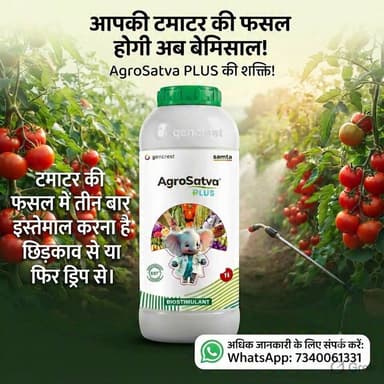 टमाटर की खेती करते हो ? मेरा इस्तेमाल नहीं किया तो क्या किया ? अधिक जानकारी के लिए संपर्क करें 073400 61331 #टमाटर #tomato #shivpuri