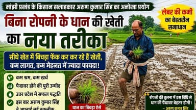 बिना रोपनी के ही #धान की खेती का नया तरीका #bihar #paddy #paddyfarming