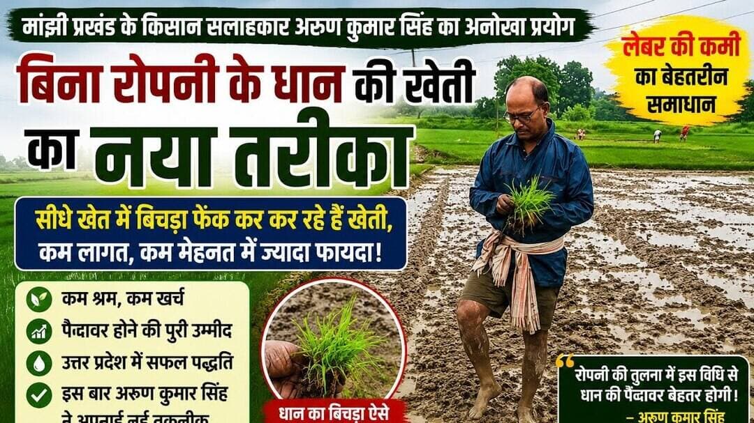 बिना रोपनी के ही #धान की खेती का नया तरीका #bihar #paddy #paddyfarming