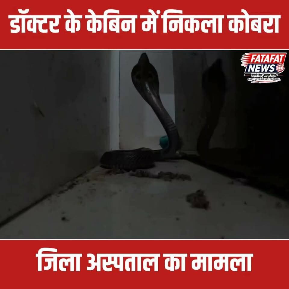 छत्तीसगढ़ के कोरबा जिला अस्पताल से एक हैरान कर देने वाला मामला सामने आया है। यहाँ डॉक्टर के केबिन में उस वक्त हड़कंप मच गया, जब टेबल पर अचानक एक जहरीला कोबरा सांप बैठा दिखाई दिया। कोबरा को देखते ही केबिन में मौजूद लोगों के होश उड़ गए और अस्पताल परिसर में भगदड़ जैसी स्थिति बन गई। गनीमत रही कि समय रहते सांप पर नजर पड़ गई और बड़ा हादसा टल गया।
घटना की सूचना तुरंत सर्पमित्र को दी गई, जिन्होंने भारी मशक्कत के बाद बेहद सावधानी से कोबरा का रेस्क्यू किया और उसे सुरक्षित पास के जंगल में छोड़ दिया।
#KorbaNews #ChhattisgarhNews #CobraRescue #SnakeRescue #Korba #BreakingNews #HospitalIncident #ViralVideo #CGNews #FatafatNews