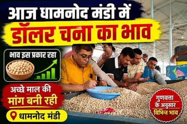 आज धामनोद मंडी में डॉलर चना का भाव इस प्रकार रहा, अच्छे माल की आवक कम, भाव में हल्की तेजी 🔥 देखने मिली
आज डॉलर चना 8675, 8600, 8595, 8420, 8415, 8340, 8210, 8150, 8050, 7930, 7700, 7540, 7200
21 जुलाई 2026
Dhamnod Mandi Bhav
.
.
.
.
.
.
.
.
.
.
.
.
.
.
.
#dhamnodmandibhav #dollarchanamandibhav #mandibhavtoday #mandinews #dollarchanarates