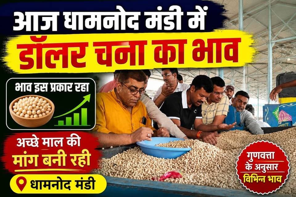 आज धामनोद मंडी में डॉलर चना का भाव इस प्रकार रहा, अच्छे माल की आवक कम, भाव में हल्की तेजी 🔥 देखने मिली
आज डॉलर चना 8675, 8600, 8595, 8420, 8415, 8340, 8210, 8150, 8050, 7930, 7700, 7540, 7200
21 जुलाई 2026
Dhamnod Mandi Bhav
.
.
.
.
.
.
.
.
.
.
.
.
.
.
.
#dhamnodmandibhav #dollarchanamandibhav #mandibhavtoday #mandinews #dollarchanarates