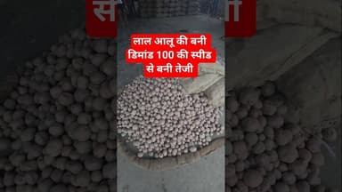 लाल आलू की बनी डिमांड 100 की स्पीड से बनी तेजी #aalukabhav