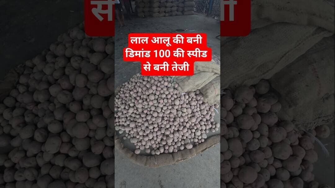 लाल आलू की बनी डिमांड 100 की स्पीड से बनी तेजी #aalukabhav