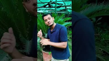 All about cycas palm in one minute #agriculture #shorts #gardening #flowers #cycaspalm