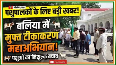 🚨 पशुपालकों के लिए बड़ी खबर: बलिया में शुरू हुआ मुफ्त टीकाकरण महाअभियान! 🚨
पशुओं को खुरपका-मुंहपका (FMD) जैसी गंभीर बीमारी से बचाने के लिए बलिया प्रशासन ने कमर कस ली है। राष्ट्रीय रोग नियंत्रण कार्यक्रम के तहत जनपद में भव्य मुफ्त टीकाकरण अभियान का शुभारंभ हो चुका है!
📌 अभियान से जुड़ी खास बातें:
🎯 लक्ष्य: 3.15 लाख से अधिक गायों और भैंसों का मुफ्त टीकाकरण।
🗓️ अवधि: 22 जुलाई से 8 सितंबर 2026 तक।
🚜 तैयारी: गांव-गांव जाकर टीका लगाने के लिए 35 विशेष टीमें तैनात।
District Magistrate मंगला प्रसाद सिंह ने प्रचार वाहनों को हरी झंडी दिखाकर रवाना किया और सभी पशुपालक भाइयों-बहनों से अपील की है कि वे अपने पशुओं का टीकाकरण जरूर करवाएं।
📞 जरूरी हेल्पलाइन नंबर:
ℹ️ जानकारी के लिए टोल-फ्री: 1800-180-5141
🚑 पशु एम्बुलेंस सेवा: 1962
अपने मवेशियों की सुरक्षा से कोई समझौता न करें! पोस्ट को ज्यादा से ज्यादा शेयर करें ताकि हर पशुपालक तक यह जानकारी पहुंचे। 🙏🐄🌾
#Ballia #AnimalHealth #FMDVaccination #UPGovernment #FarmerWelfare #BalliaNews