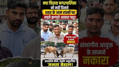 क्या चिड़ावा नगरपालिका को नहीं दिखते शहर के आम रास्तों पर लड़ते झगड़ते आवारा पशु! #chirawa #news
