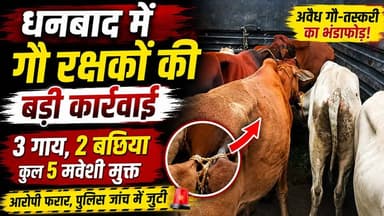 🚨 धनबाद में गौ-तस्करी का बड़ा भंडाफोड़! बैंकमोड़ के पास 5 मवेशी बरामद, चालक और मालिक फरार, पुलिस जांच में जुटी। 🐄🚔
#Dhanbad #BankMore #GauTaskari #CowSmuggling #Jharkhand