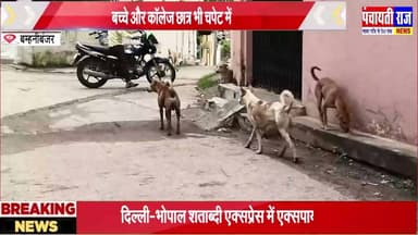 बम्हनी बंजर में आवारा कुत्तों का आतंक | हिंसक हुए डॉग, लोगों पर कर रहे हमले | #strayddong #dogbite