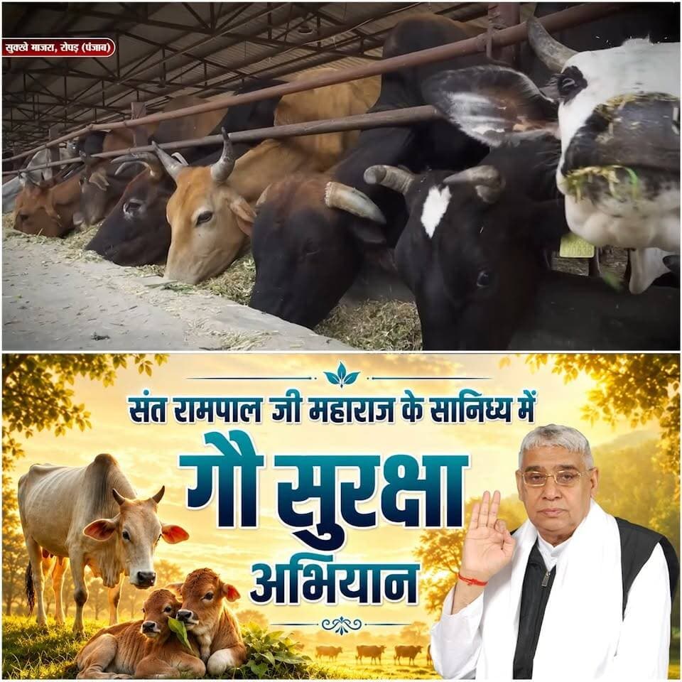 सुक्खे माजरा, रोपड़, पंजाब में चारे की कमी खत्म |
#annpurnamuhimby_santrampalji #annapurna #santrampalji #annapurnamuhim