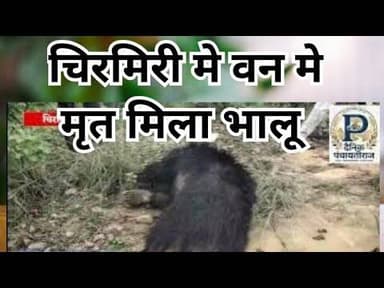 Bear Dead in chirmiri | चिरमिरी मे वन मे मृत मिला भालू | #chhatisgrah #chirmirinews #bear #forest